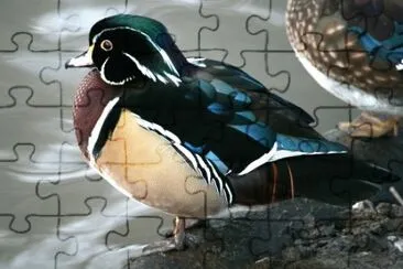 Wood Duck jigsaw puzzle