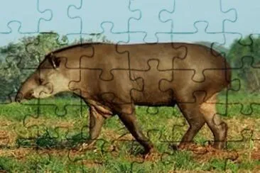 Anta jigsaw puzzle