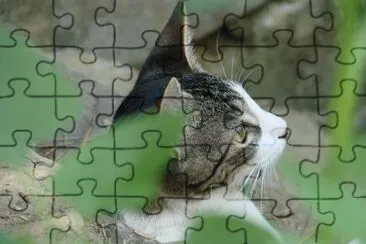 Harley jigsaw puzzle