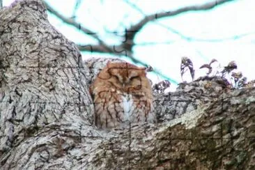 Eastern Screech Owl jigsaw puzzle