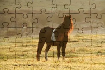 Pony jigsaw puzzle
