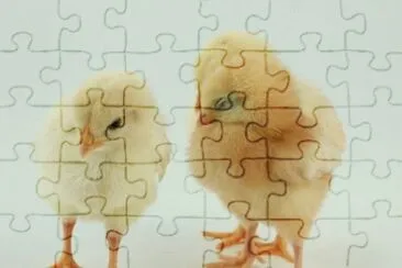 MARSU jigsaw puzzle