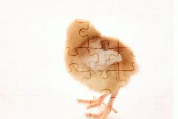 MARSU jigsaw puzzle