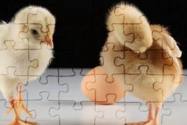 MARSU jigsaw puzzle