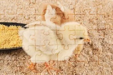 MARSU jigsaw puzzle