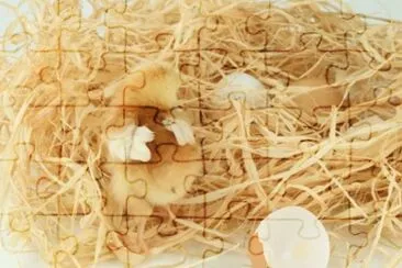 MARSU jigsaw puzzle