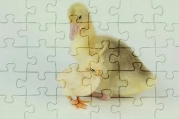 פאזל של MARSU
