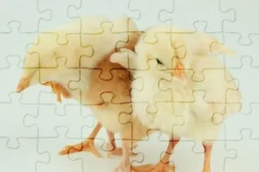 MARSU jigsaw puzzle
