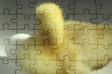 MARSU jigsaw puzzle