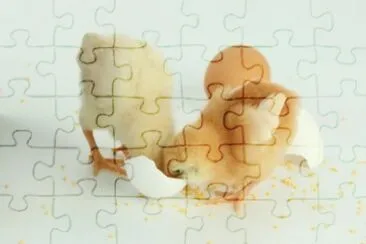 MARSU jigsaw puzzle