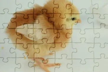 MARSU jigsaw puzzle