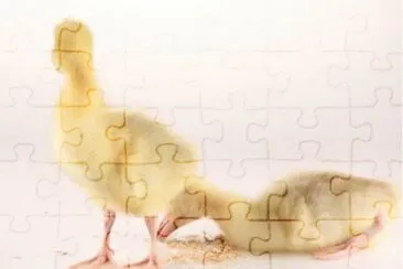 MARSU jigsaw puzzle