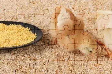 MARSU jigsaw puzzle