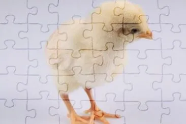 MARSU jigsaw puzzle