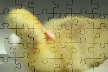 MARSU jigsaw puzzle