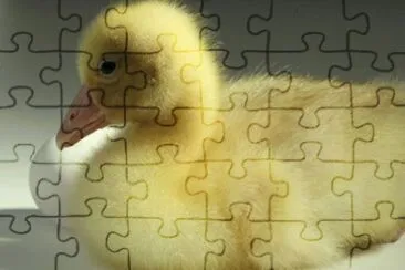 פאזל של MARSU