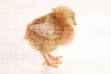 MARSU jigsaw puzzle