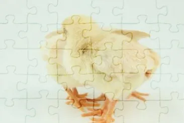 MARSU jigsaw puzzle