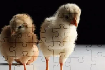 MARSU jigsaw puzzle
