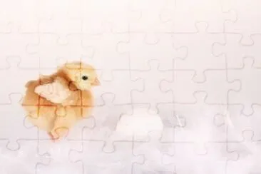 MARSU jigsaw puzzle