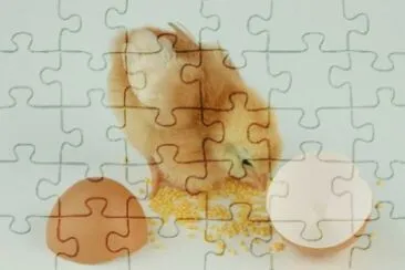 MARSU jigsaw puzzle
