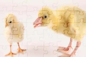 MARSU jigsaw puzzle