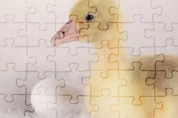 MARSU jigsaw puzzle