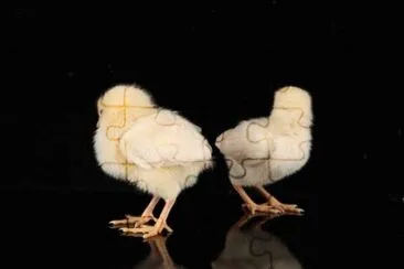 פאזל של MARSU