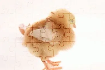 MARSU jigsaw puzzle