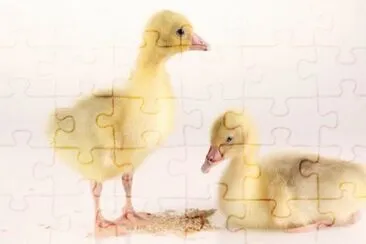 MARSU jigsaw puzzle