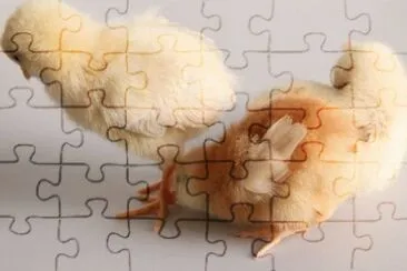 MARSU jigsaw puzzle