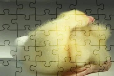 MARSU jigsaw puzzle