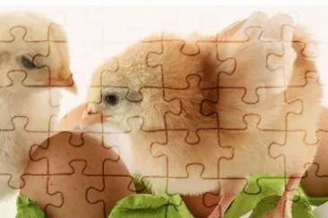MARSU jigsaw puzzle