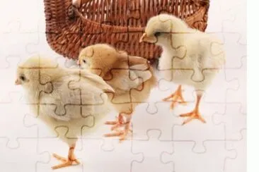 MARSU jigsaw puzzle