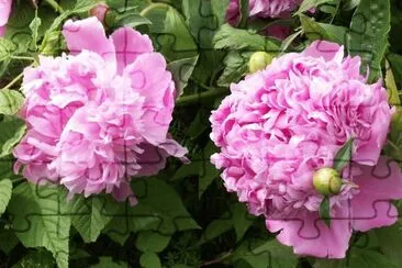Peonies