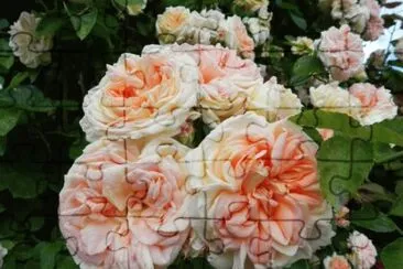 Beatiful Roses