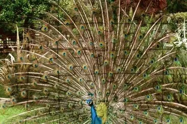 Pavo real