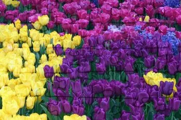 Tulipas roxas e amarelas