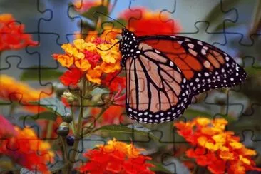 פאזל של Butterfly