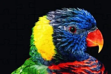 פאזל של Rainbow Lorikeet