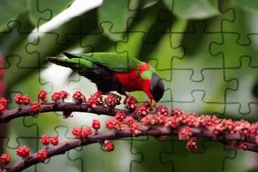 פאזל של Tropical Bird