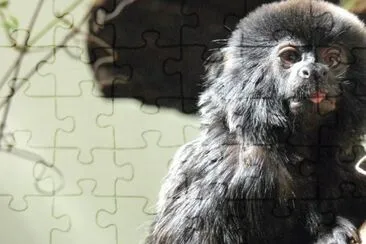 MARSU jigsaw puzzle
