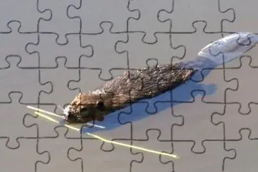 MARSU jigsaw puzzle