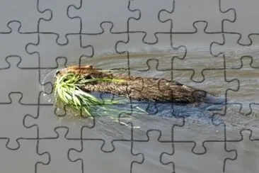 MARSU jigsaw puzzle