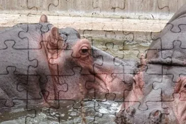 MARSU jigsaw puzzle