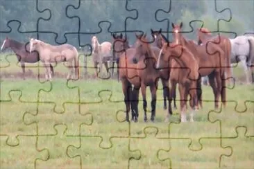 Horses