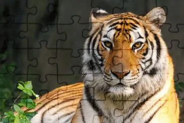 Sumatran Tiger