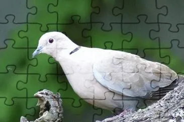 MARSU jigsaw puzzle