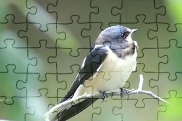 MARSU jigsaw puzzle