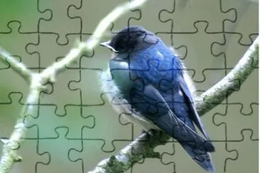 MARSU jigsaw puzzle